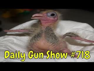 Daily Gun Show 718