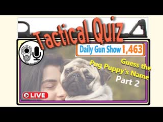 Guess the Pug Puppy's Name - Part II
